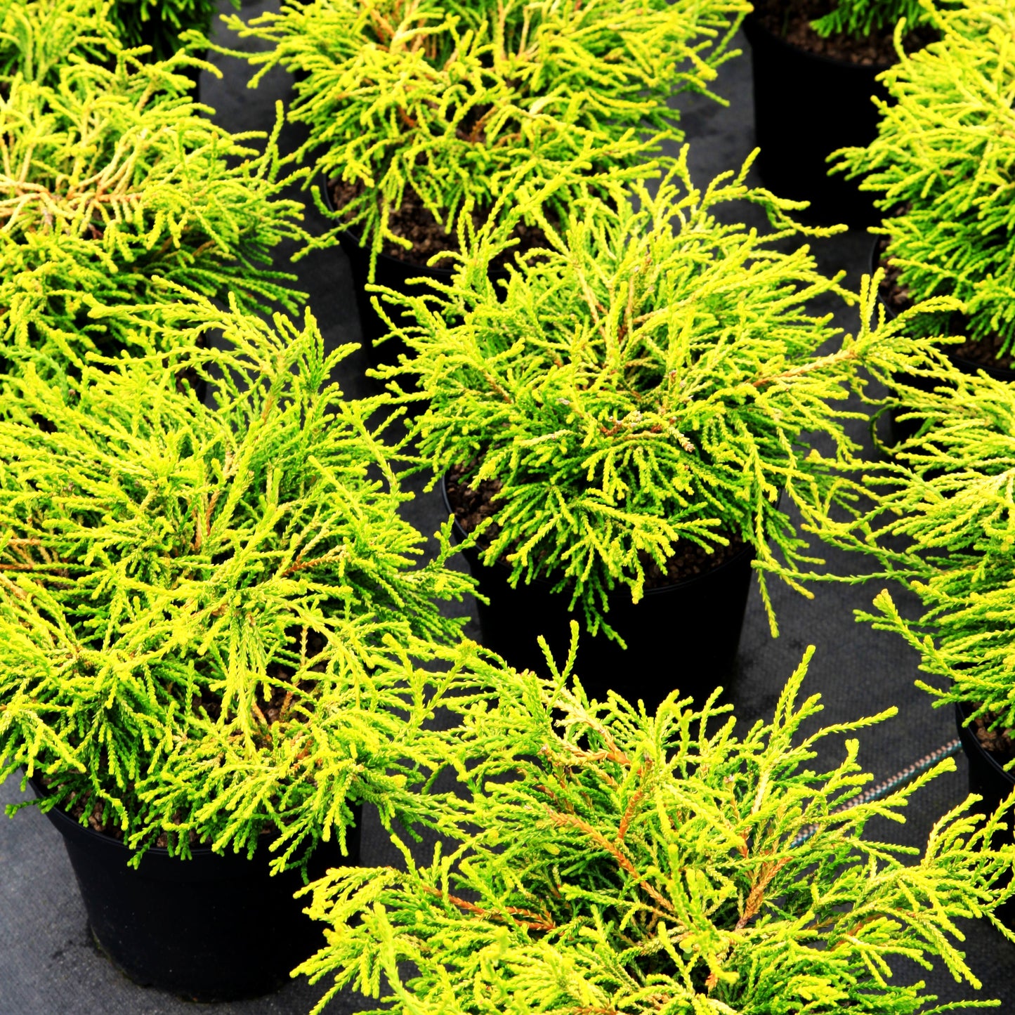 Hinoki-Scheinzypresse 'Gitte' (Chamaecyparis obtusa)