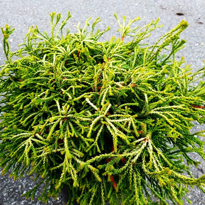 Hinoki-Scheinzypresse 'Gitte' (Chamaecyparis obtusa)