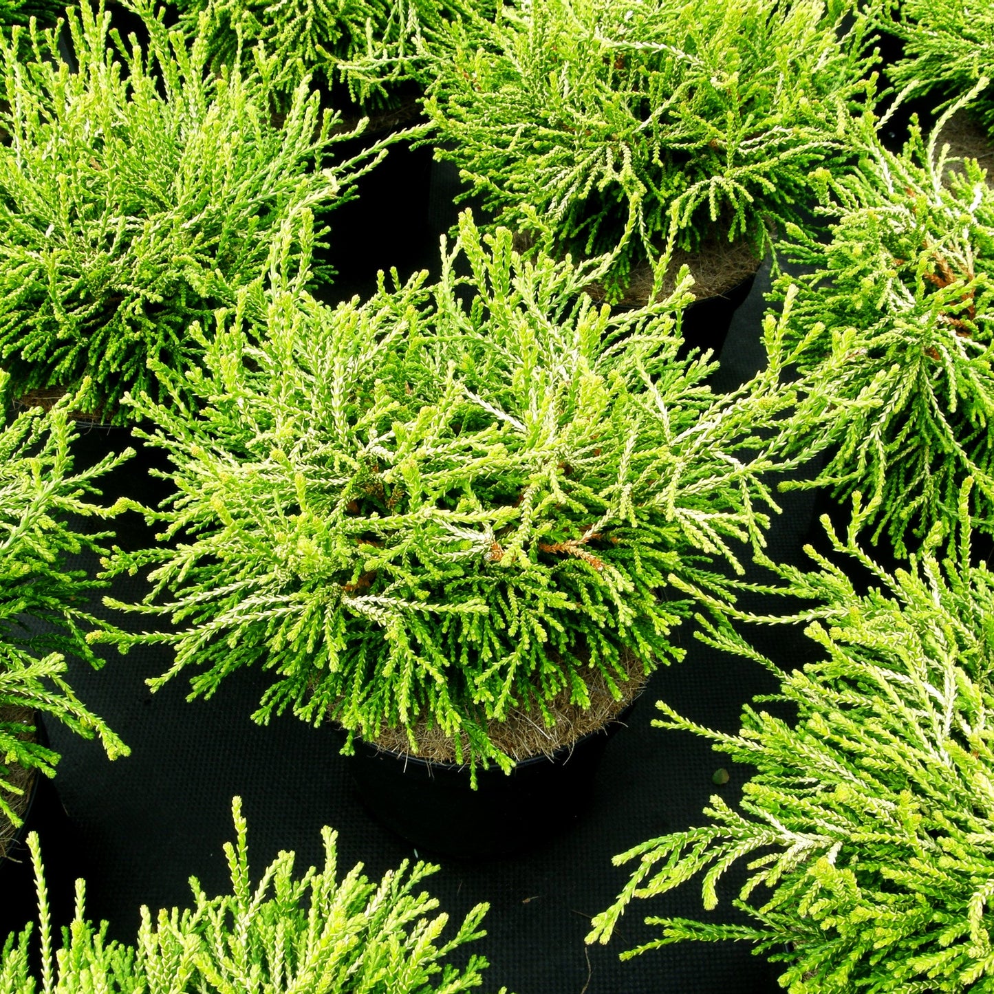 Hinoki-Scheinzypresse 'Gitte' (Chamaecyparis obtusa)