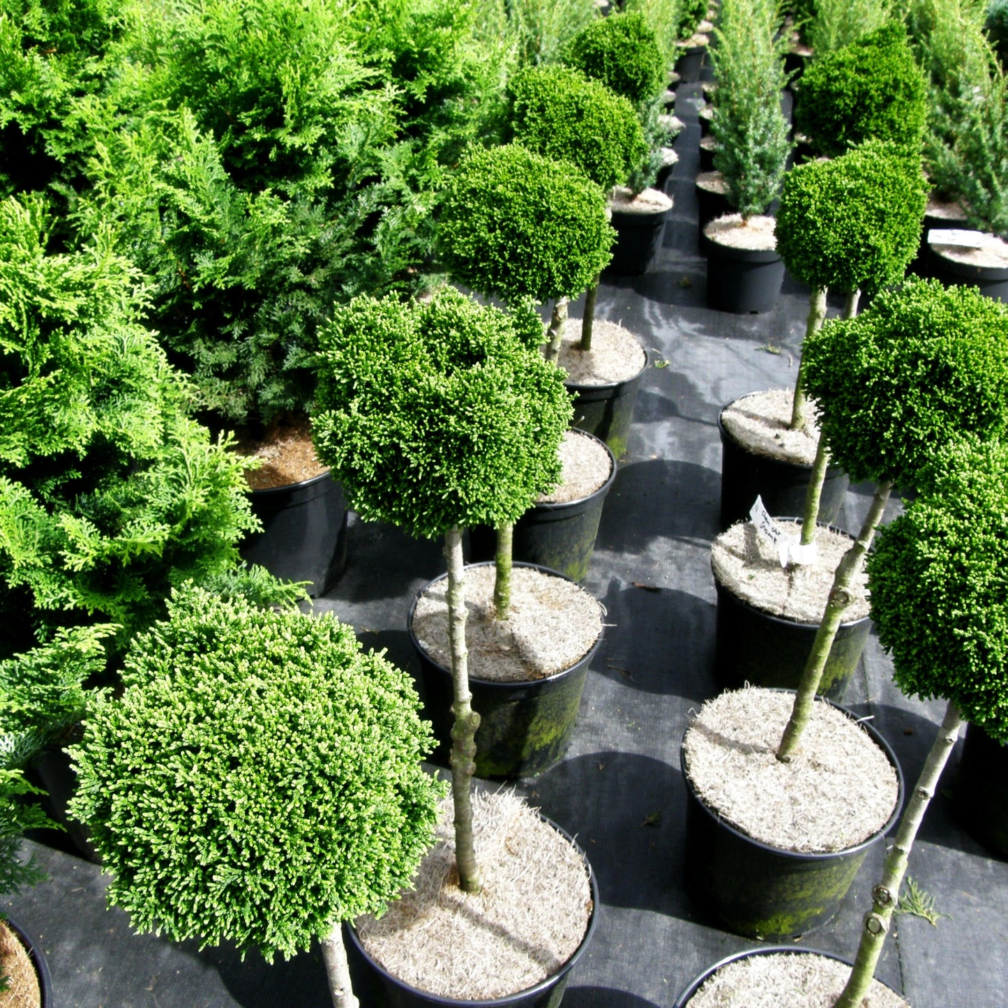 Hinoki-Scheinzypresse 'Gnome' (Chamaecyparis obtusa)