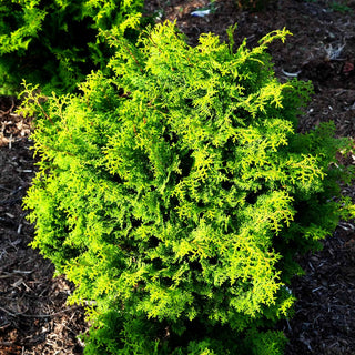 Hinoki-Scheinzypresse 'Graciosa' (Chamaecyparis obtusa)