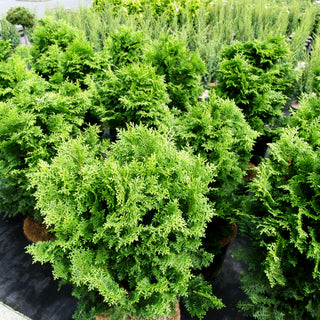 Hinoki-Scheinzypresse 'Graciosa' (Chamaecyparis obtusa)