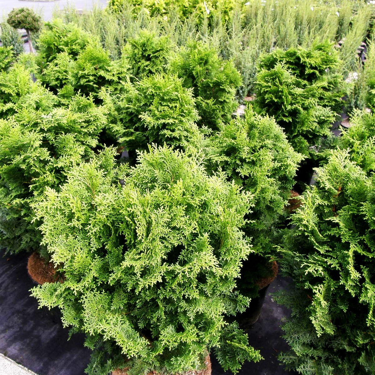 Hinoki-Scheinzypresse 'Graciosa' (Chamaecyparis obtusa)