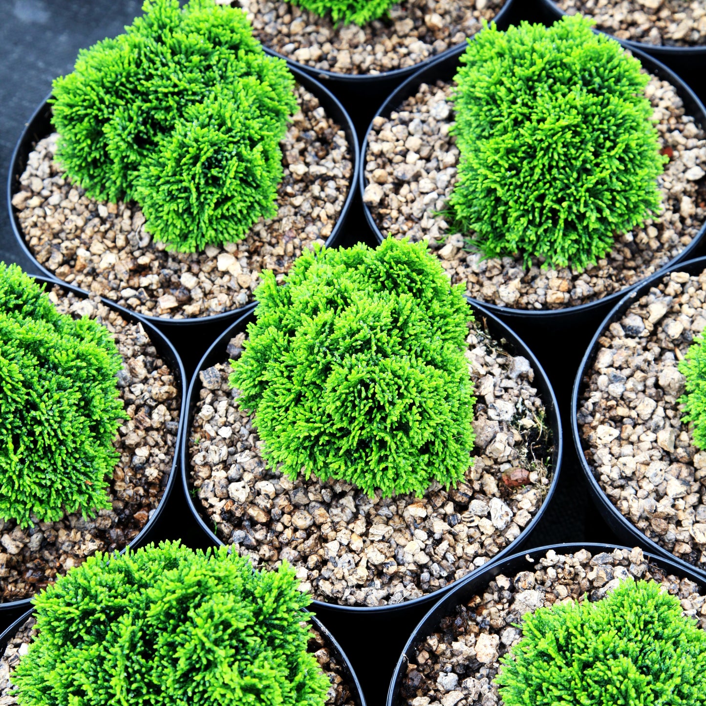 Hinoki-Scheinzypresse 'Juniperoides' (Chamaecyparis obtusa)
