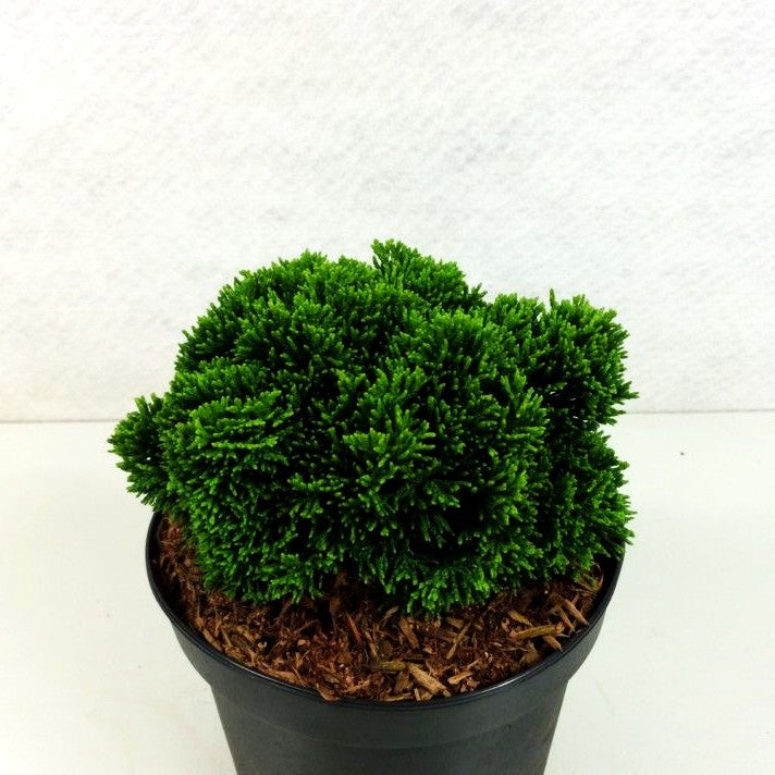 Hinoki-Scheinzypresse 'Juniperoides' (Chamaecyparis obtusa)