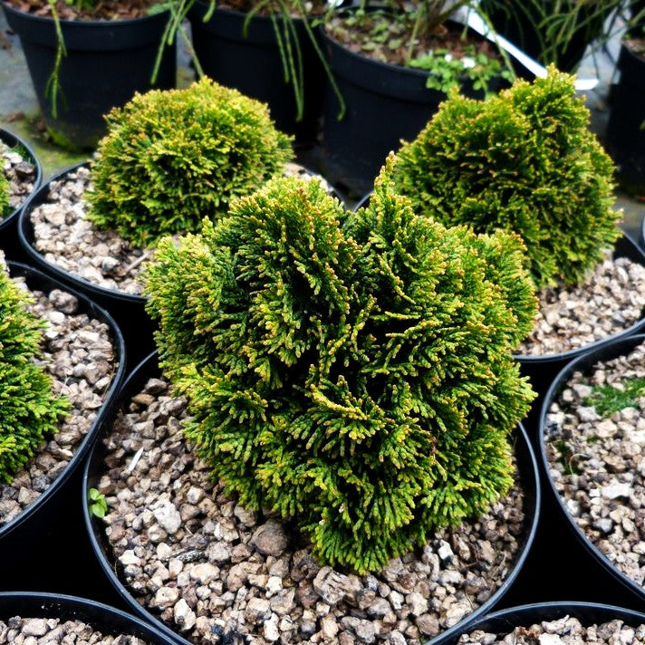 Hinoki-Scheinzypresse 'Juniperoides' (Chamaecyparis obtusa)