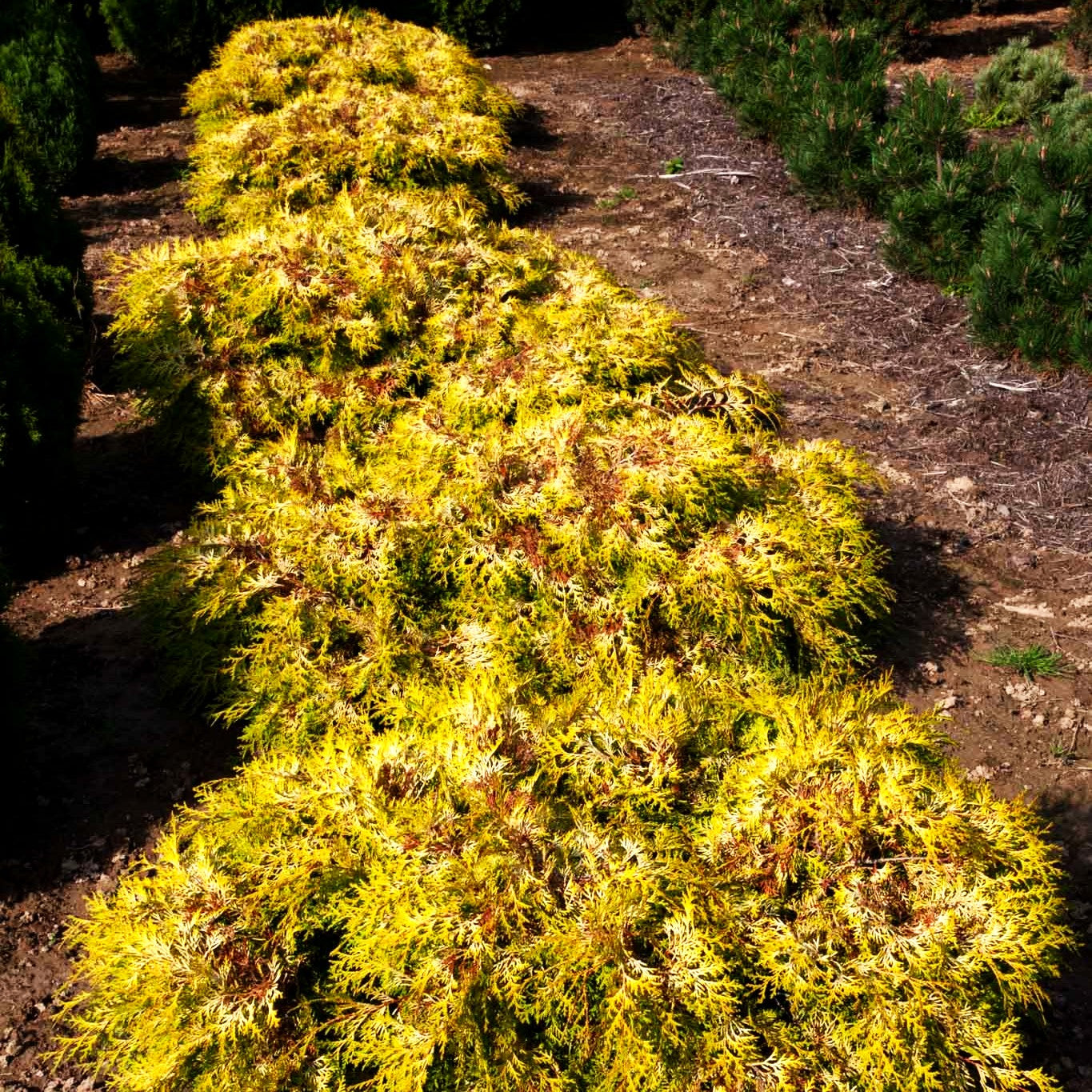 Hinoki-Scheinzypresse 'Kamarachiba' (Chamaecyparis obtusa)
