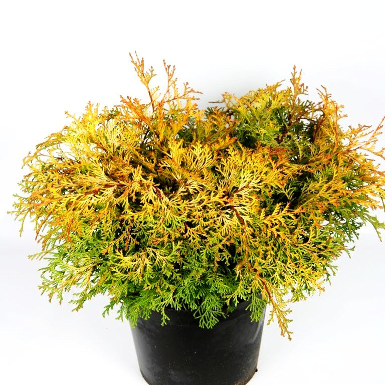 Hinoki-Scheinzypresse 'Kamarachiba' (Chamaecyparis obtusa)