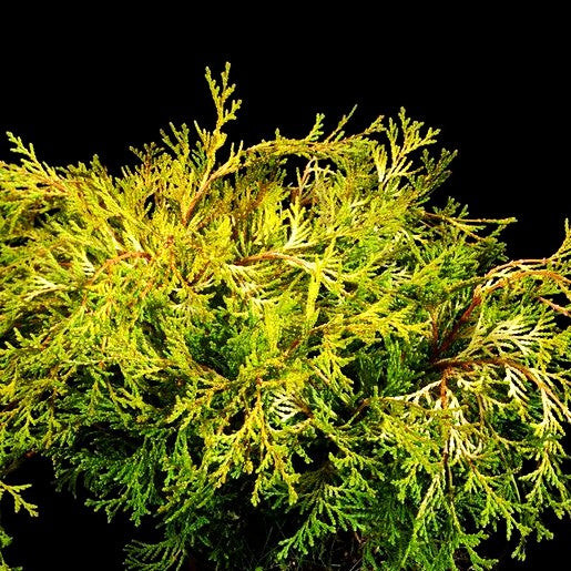 Hinoki-Scheinzypresse 'Kamarachiba' (Chamaecyparis obtusa)