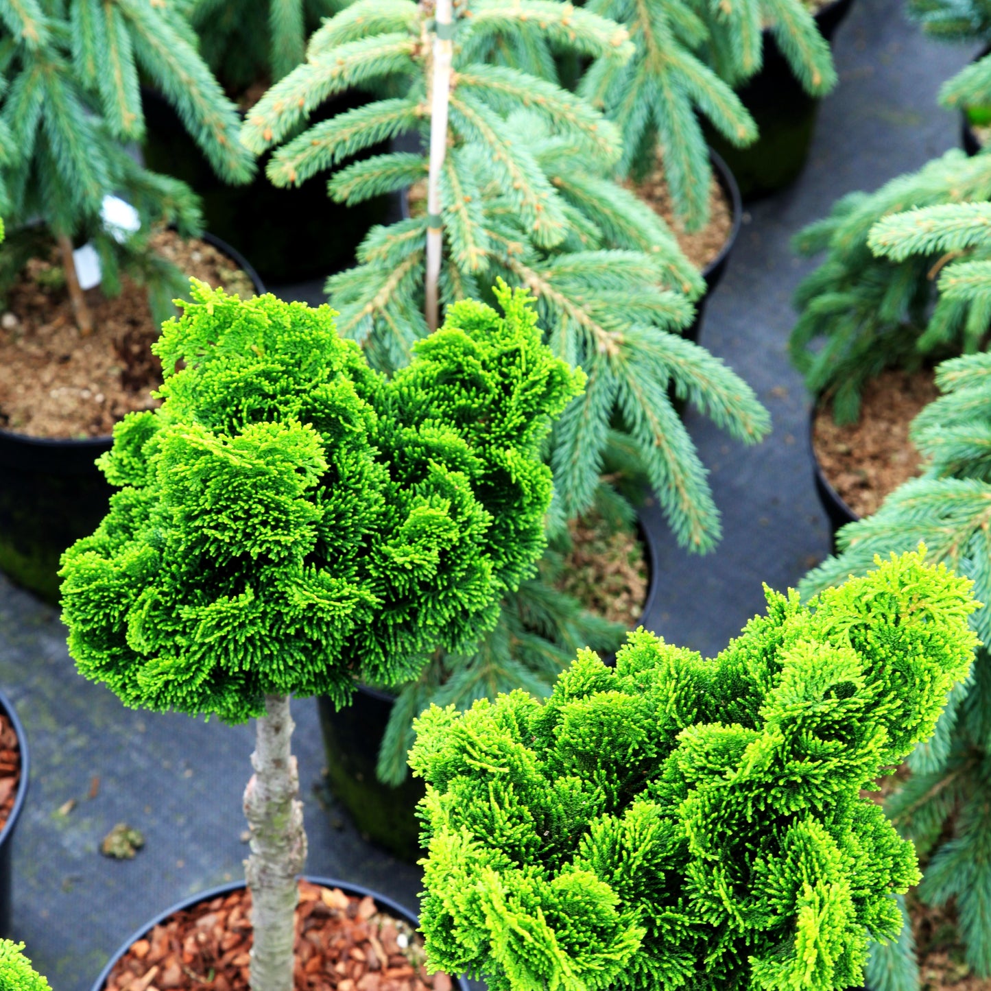 Hinoki-Scheinzypresse 'Minima' (Chamaecyparis obtusa)