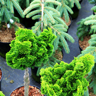 Hinoki-Scheinzypresse 'Minima' (Chamaecyparis obtusa)