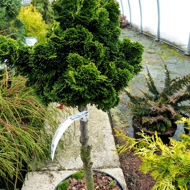Hinoki-Scheinzypresse 'Minima' (Chamaecyparis obtusa)