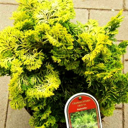 Hinoki-Scheinzypresse 'Rashahiba' (Chamaecyparis obtusa)