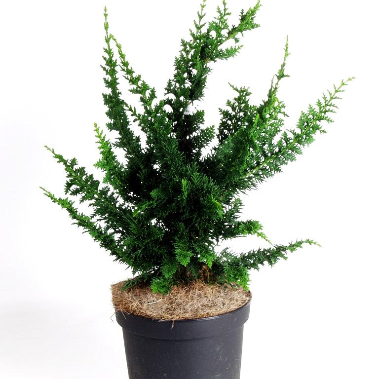 Hinoki-Scheinzypresse 'Teddy Bear' (Chamaecyparis obtusa)