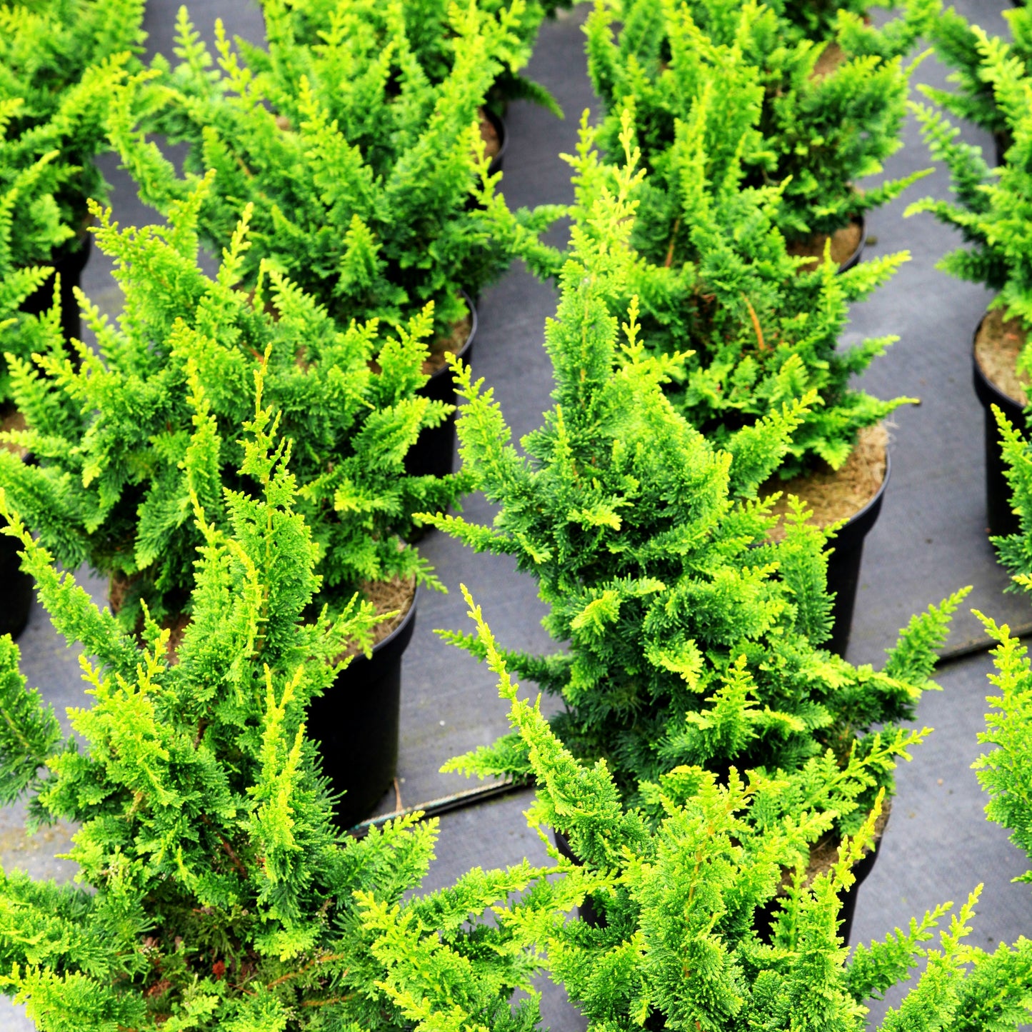 Hinoki-Scheinzypresse 'Teddy Bear' (Chamaecyparis obtusa)