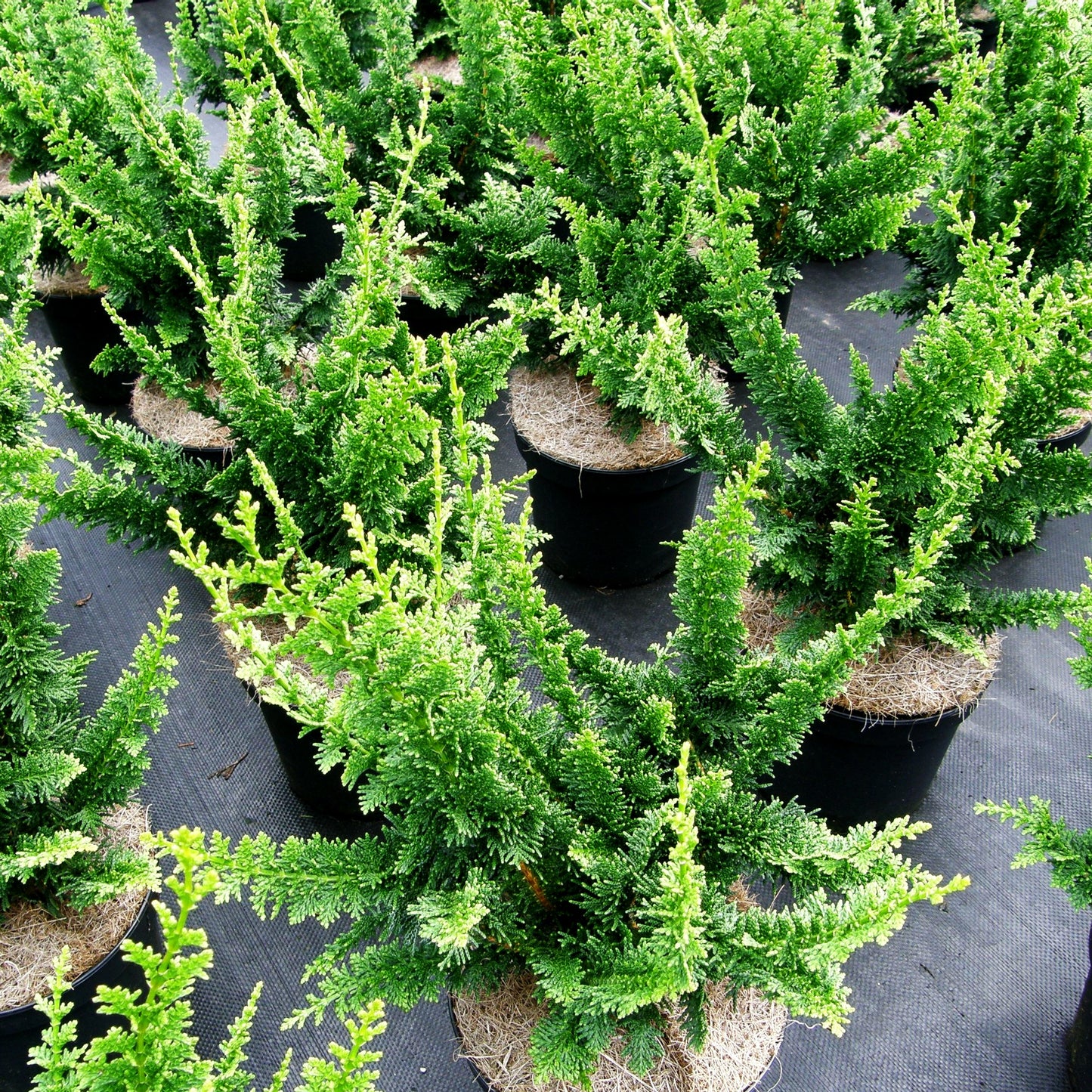 Hinoki-Scheinzypresse 'Teddy Bear' (Chamaecyparis obtusa)