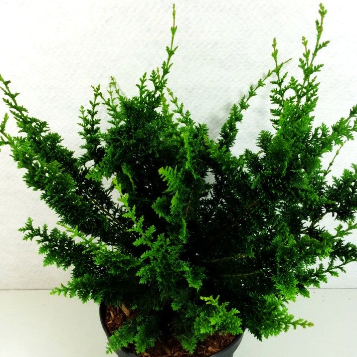 Hinoki-Scheinzypresse 'Teddy Bear' (Chamaecyparis obtusa)