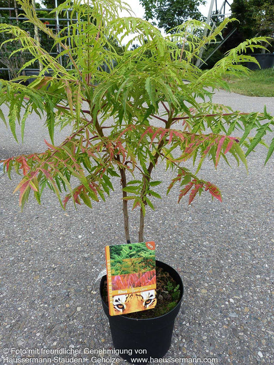 Hirschkolben-Sumach 'Tiger Eyes' (Rhus typhina)