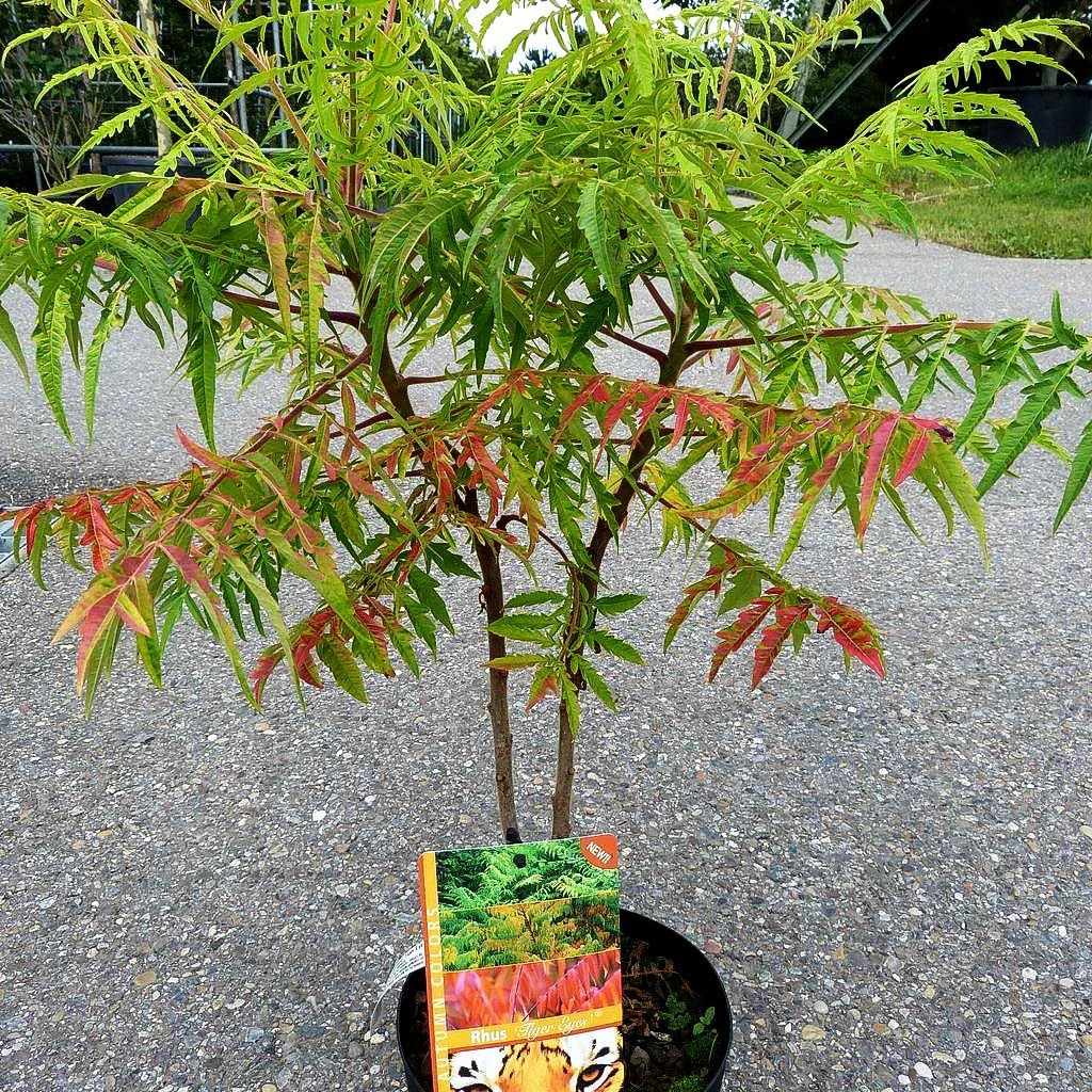 Hirschkolben-Sumach 'Tiger Eyes' (Rhus typhina)