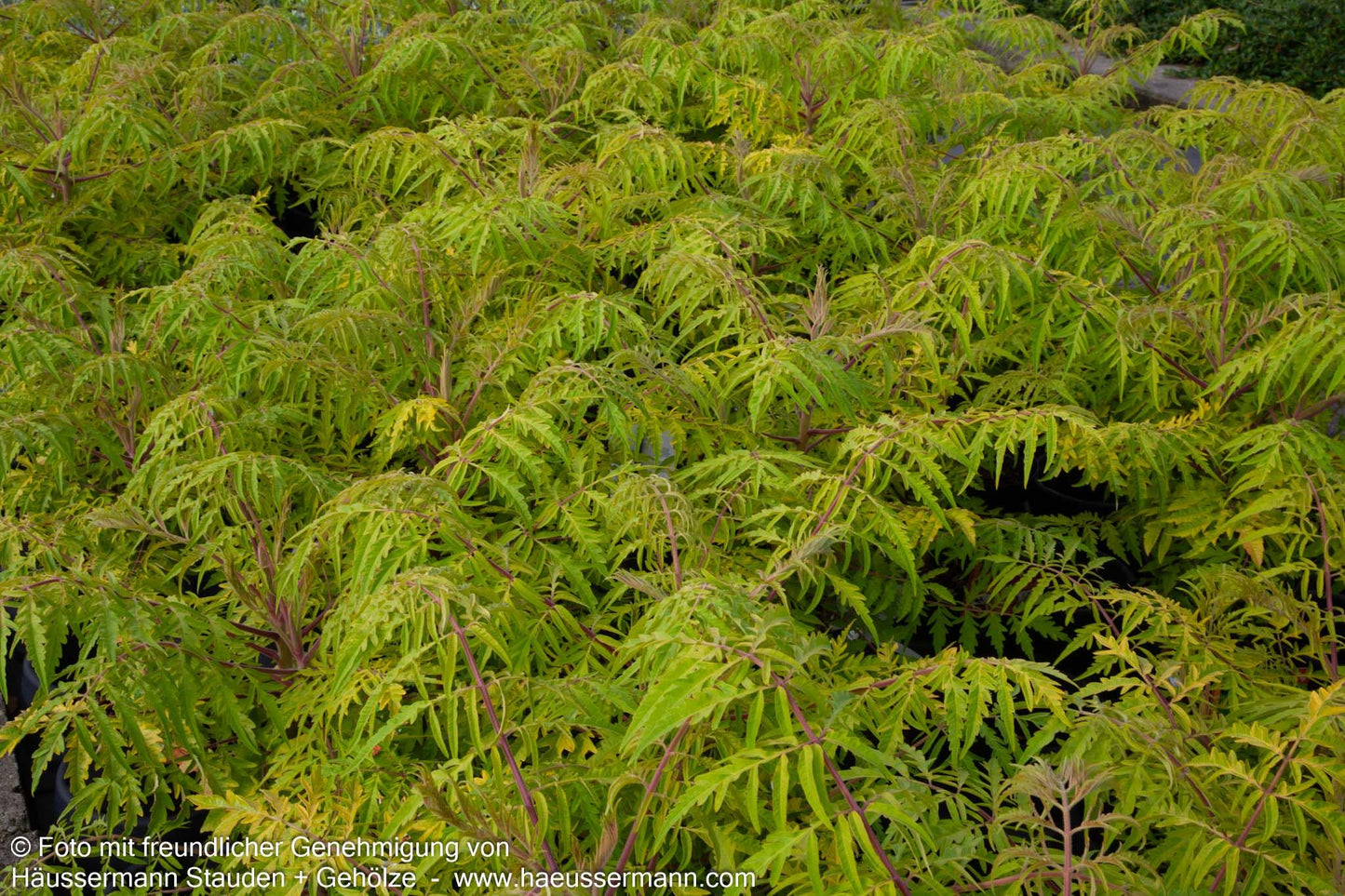 Hirschkolben-Sumach 'Tiger Eyes' (Rhus typhina)