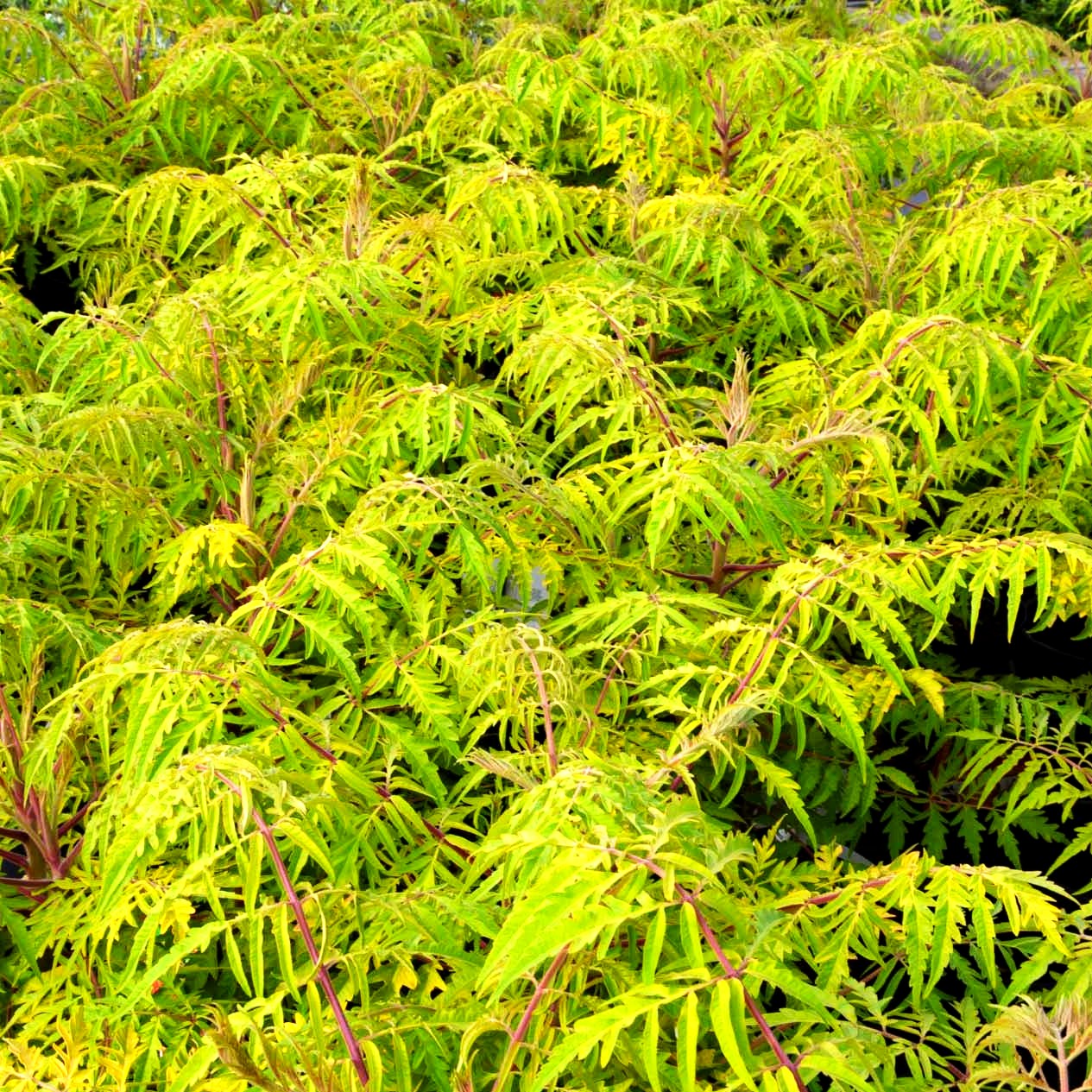 Hirschkolben-Sumach 'Tiger Eyes' (Rhus typhina)