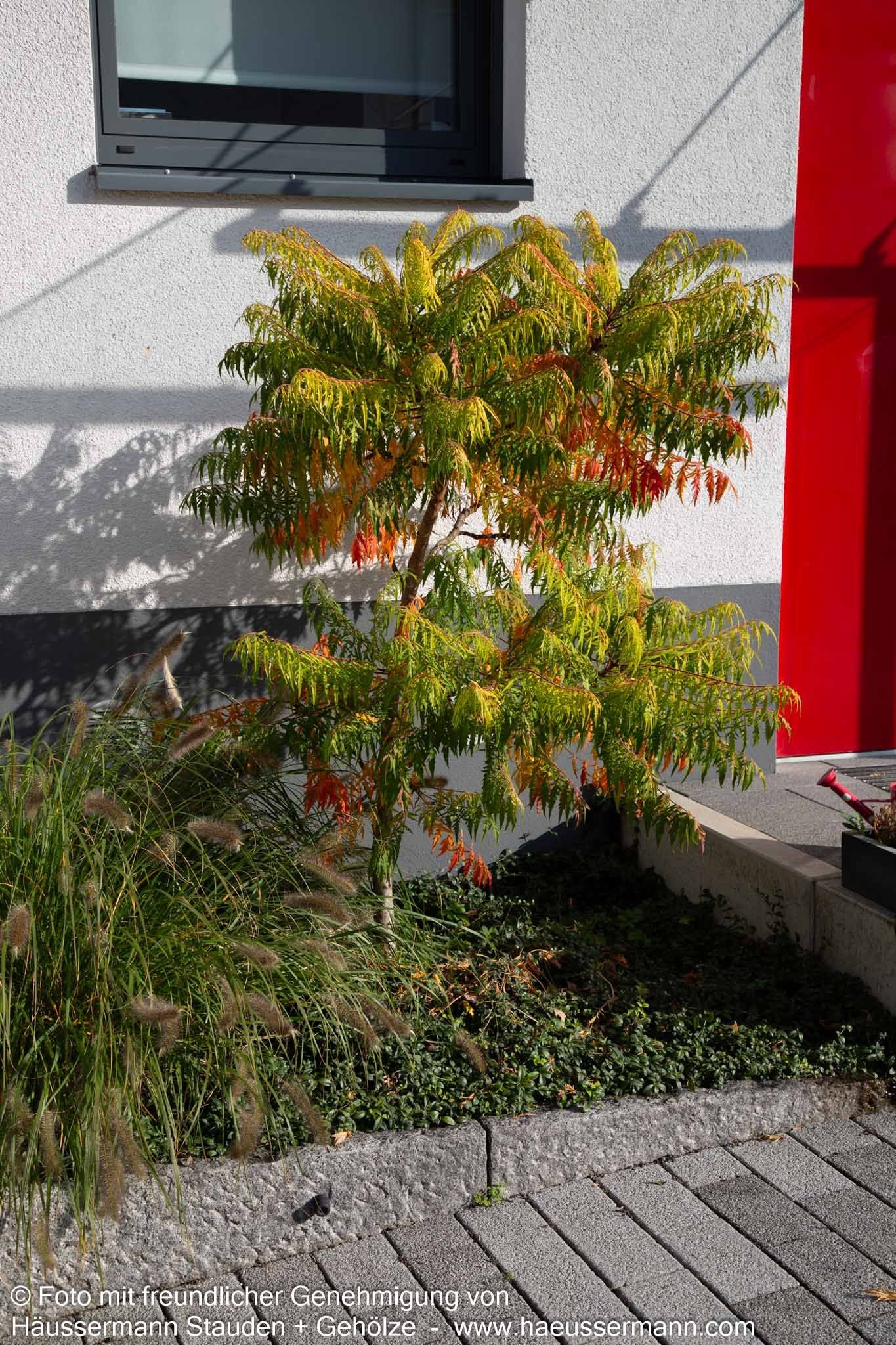 Hirschkolben-Sumach 'Tiger Eyes' (Rhus typhina)