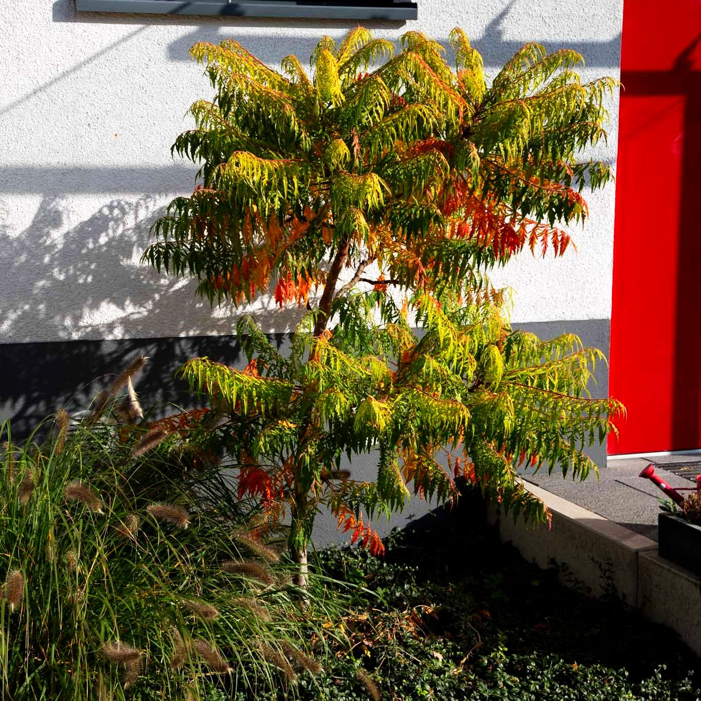 Hirschkolben-Sumach 'Tiger Eyes' (Rhus typhina)