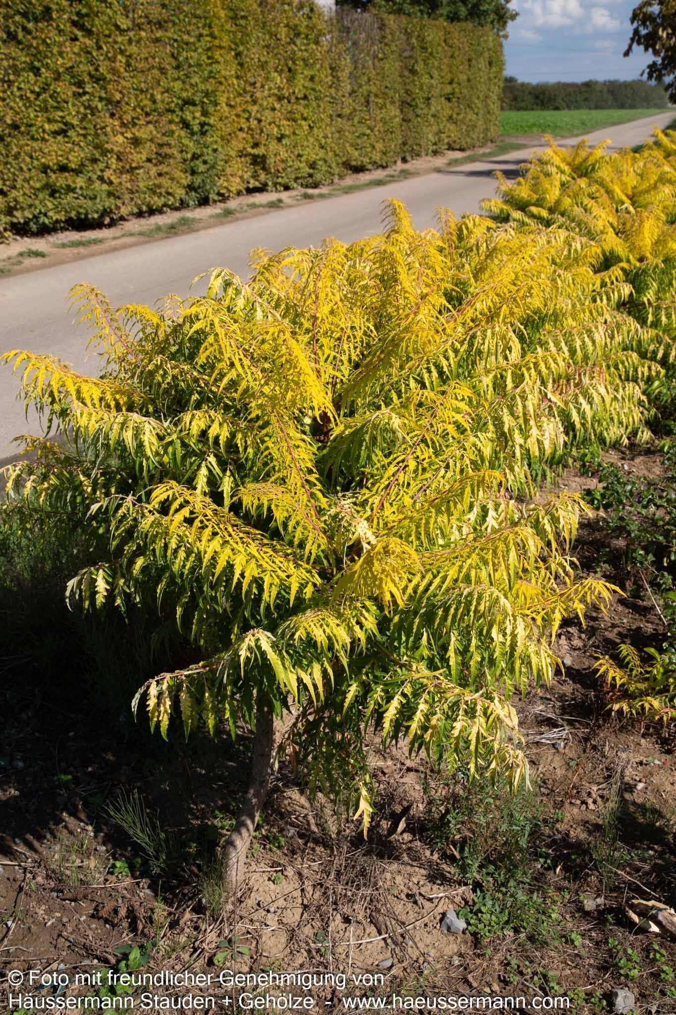 Hirschkolben-Sumach 'Tiger Eyes' (Rhus typhina)