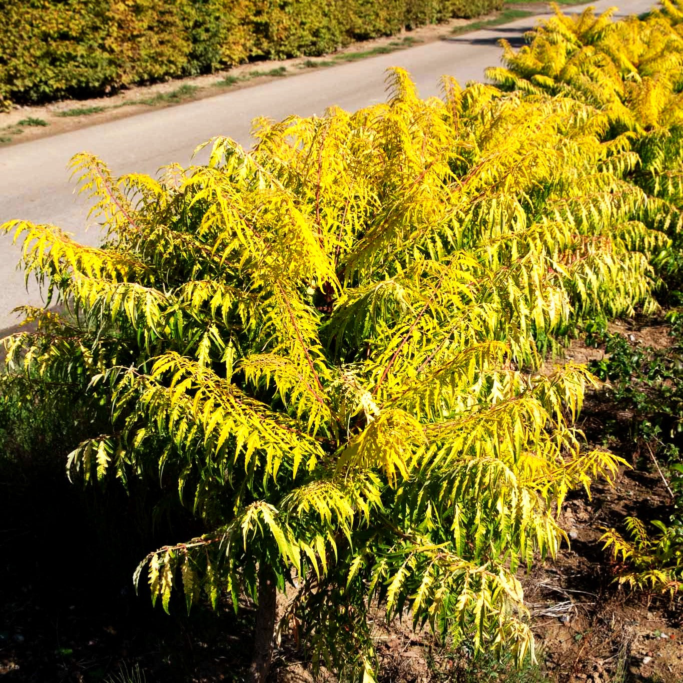 Hirschkolben-Sumach 'Tiger Eyes' (Rhus typhina)