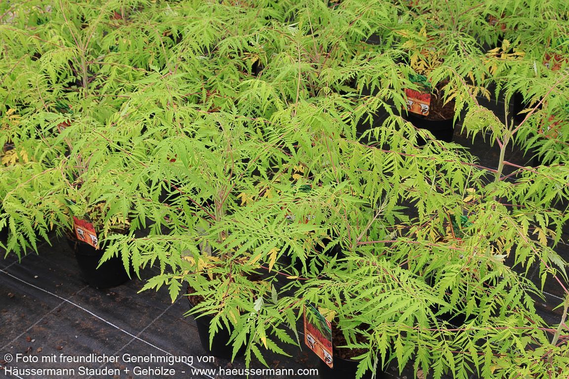 Hirschkolben-Sumach 'Tiger Eyes' (Rhus typhina)