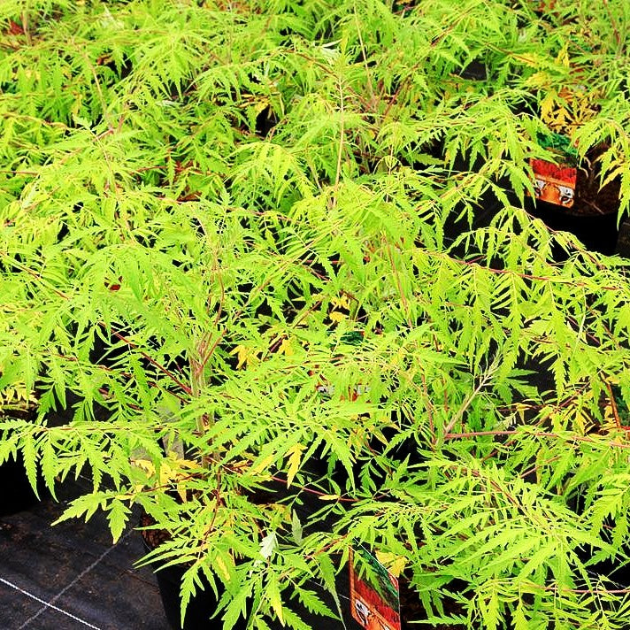 Hirschkolben-Sumach 'Tiger Eyes' (Rhus typhina)