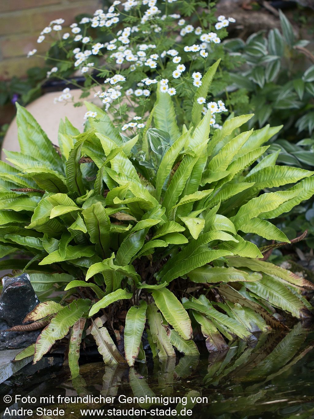 Hirschzungenfarn (Phyllitis scolopendrium)