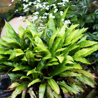 Hirschzungenfarn (Phyllitis scolopendrium)