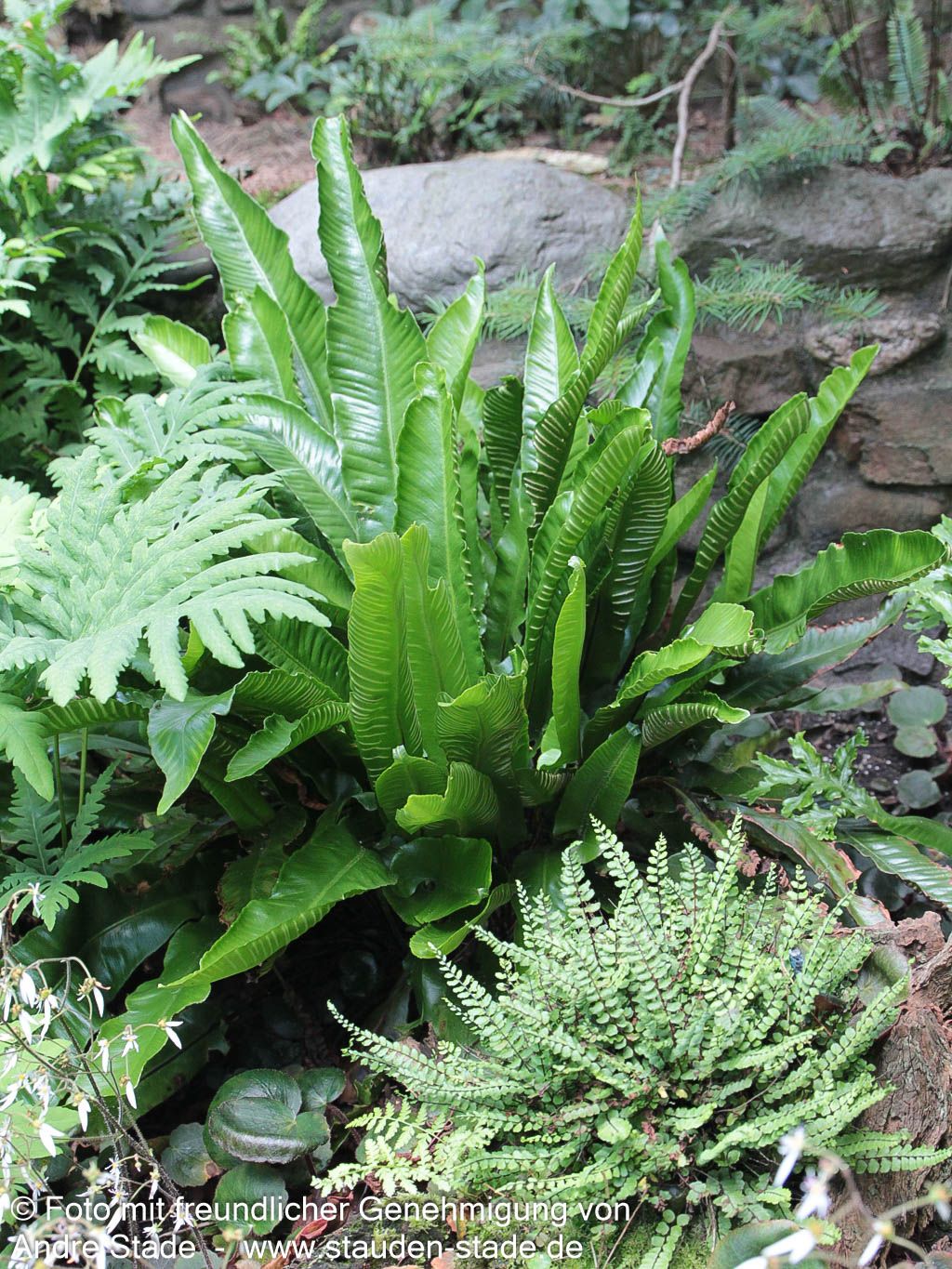 Hirschzungenfarn (Phyllitis scolopendrium)