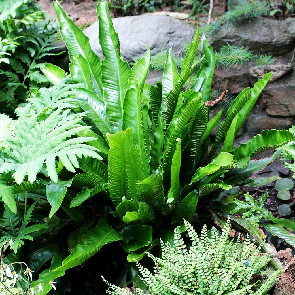 Hirschzungenfarn (Phyllitis scolopendrium)