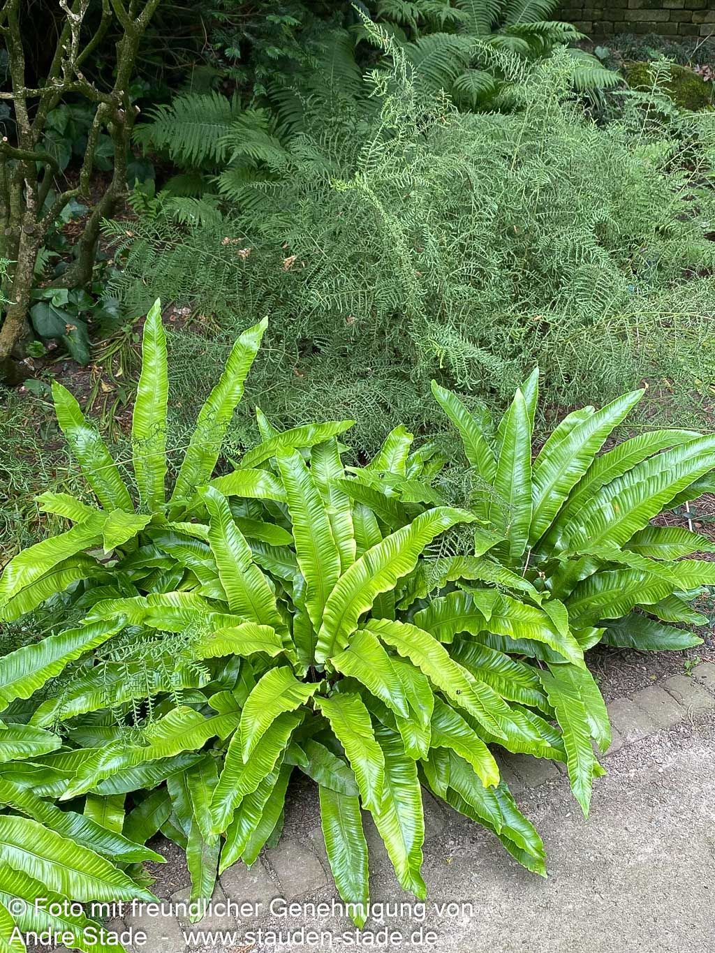 Hirschzungenfarn (Phyllitis scolopendrium)