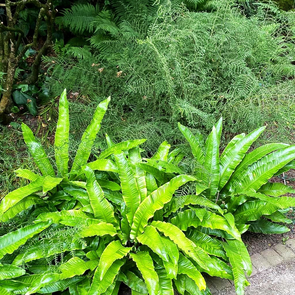 Hirschzungenfarn (Phyllitis scolopendrium)