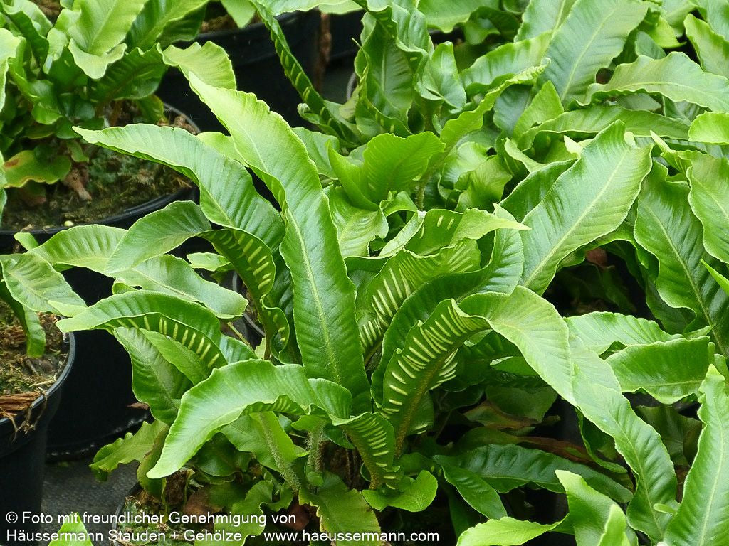 Hirschzungenfarn (Phyllitis scolopendrium)