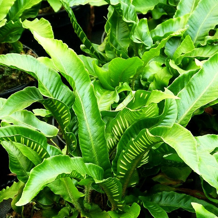 Hirschzungenfarn (Phyllitis scolopendrium)