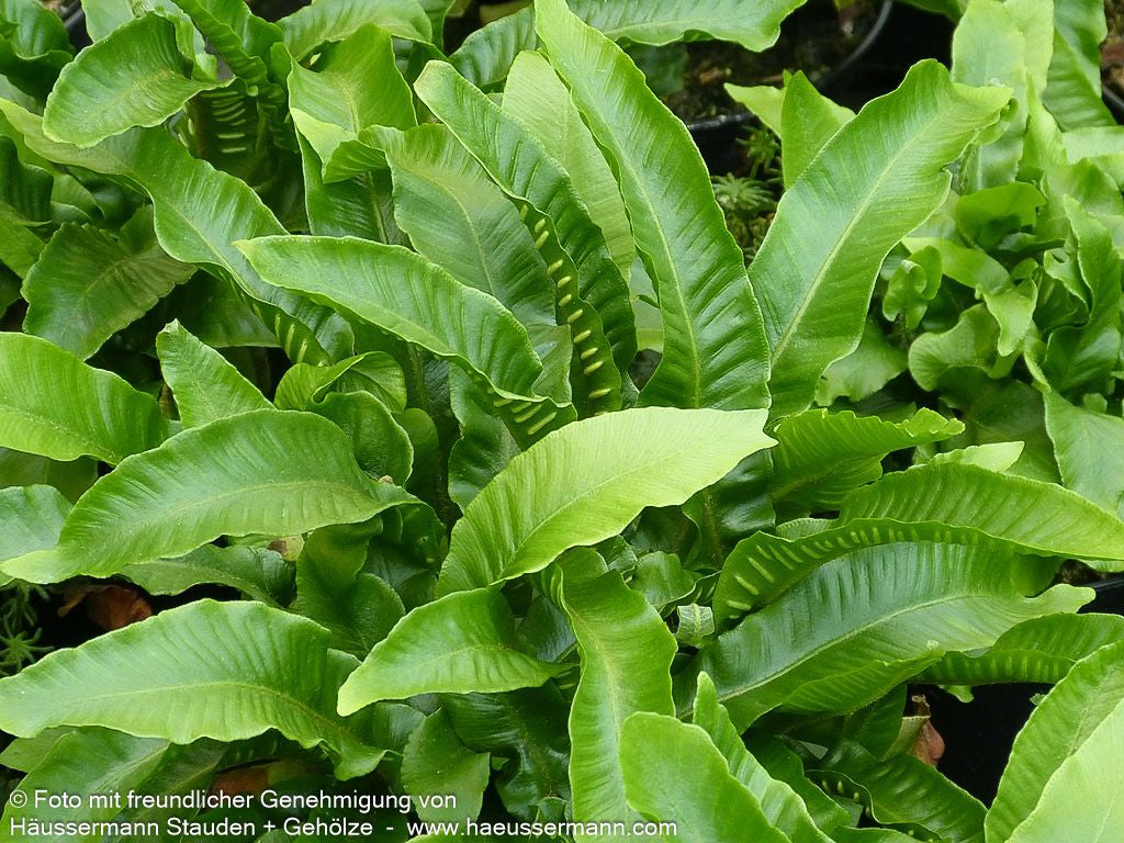 Hirschzungenfarn (Phyllitis scolopendrium)