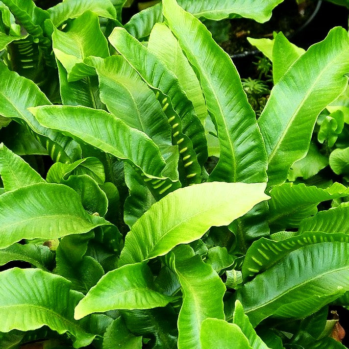 Hirschzungenfarn (Phyllitis scolopendrium)