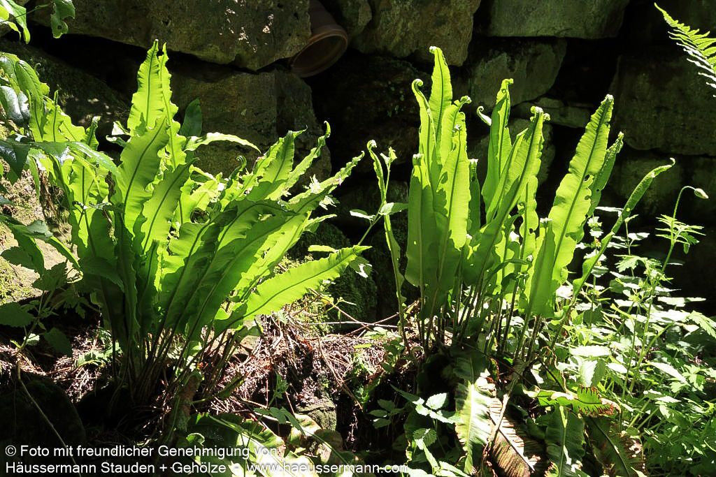 Hirschzungenfarn (Phyllitis scolopendrium)