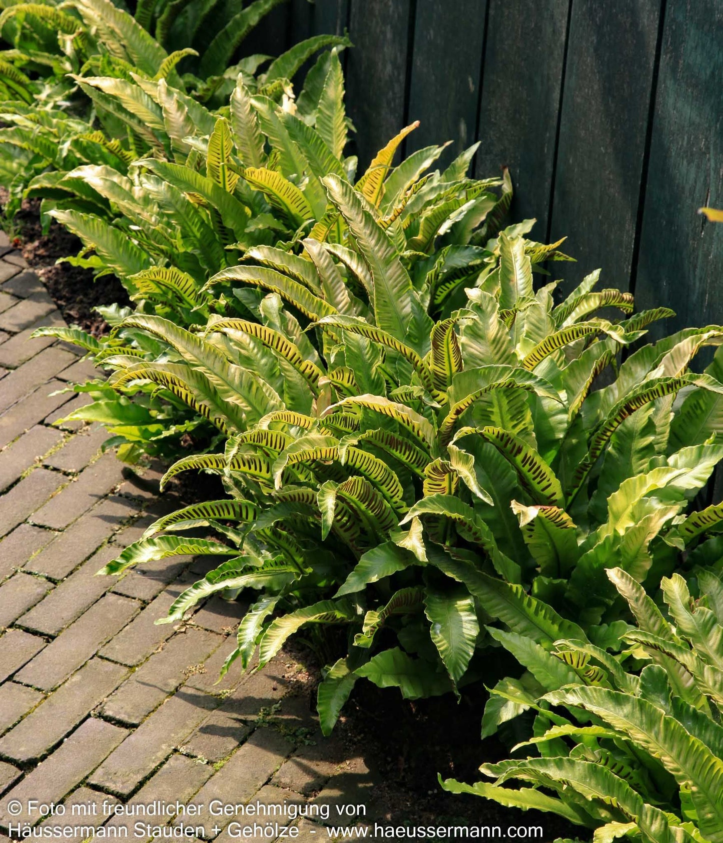 Hirschzungenfarn (Phyllitis scolopendrium)