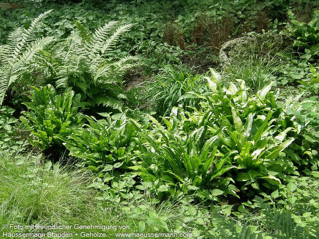 Hirschzungenfarn (Phyllitis scolopendrium)