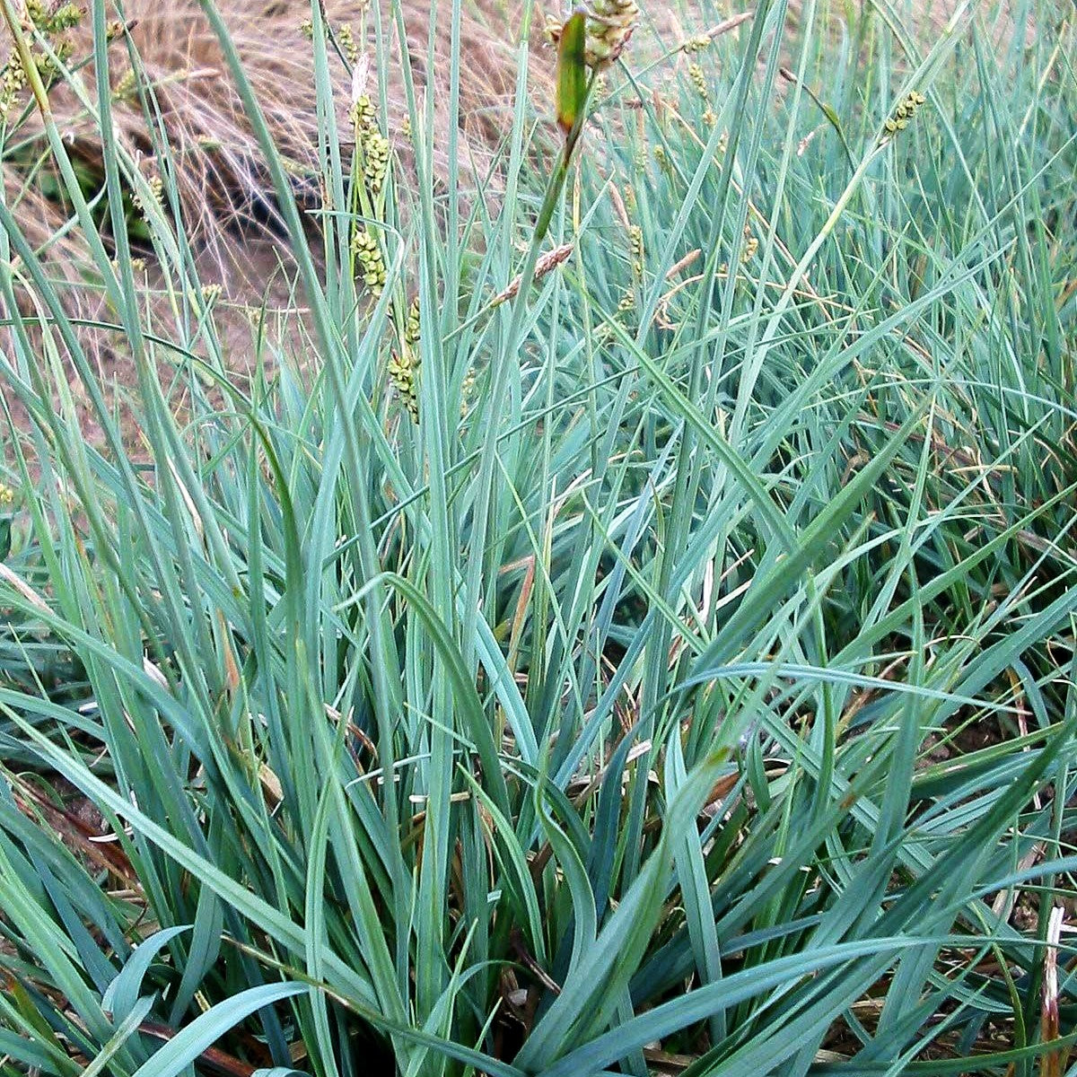 Hirse-Segge (Carex panicea)