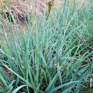 Hirse-Segge (Carex panicea)
