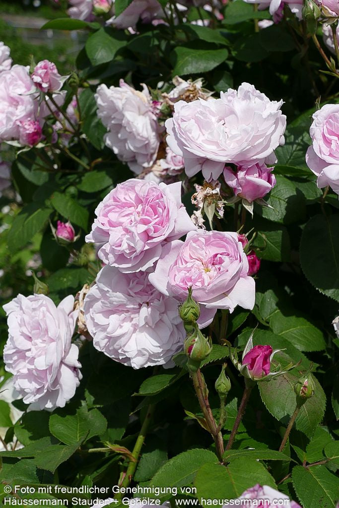 Historische Strauchrose 'Fantin Latour' (Rosa  STR IV)