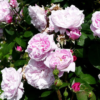 Historische Strauchrose 'Fantin Latour' (Rosa STR IV)
