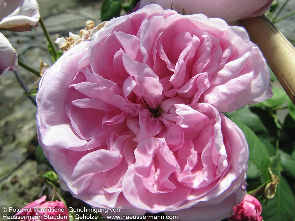 Historische Strauchrose 'Fantin Latour' (Rosa  STR IV)