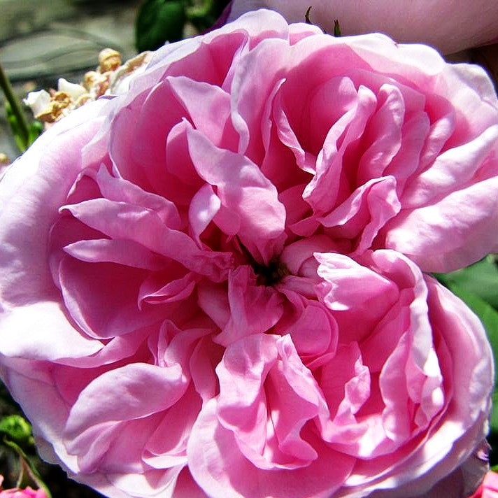 Historische Strauchrose 'Fantin Latour' (Rosa STR IV)
